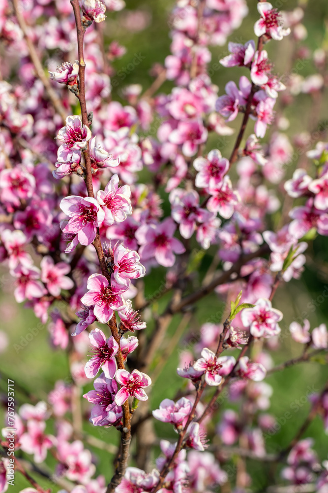 Delicate pink background with branches of blooming peach Delicate pink background with branches of blooming peach