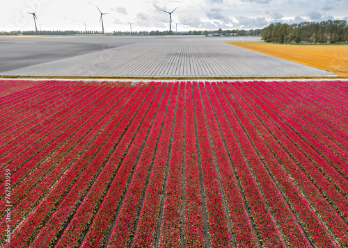 Aerial view of red Tulip fields in the Netherlands.