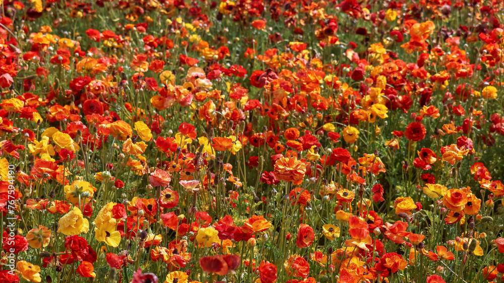 Colorful flower plants at Carlsbad flower fields in California.
