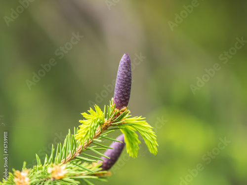 A young female cone of ordinary spruce, it is pink and its scales invitingly open in anticipation of pollen. Young cones of a Blue Spruce.