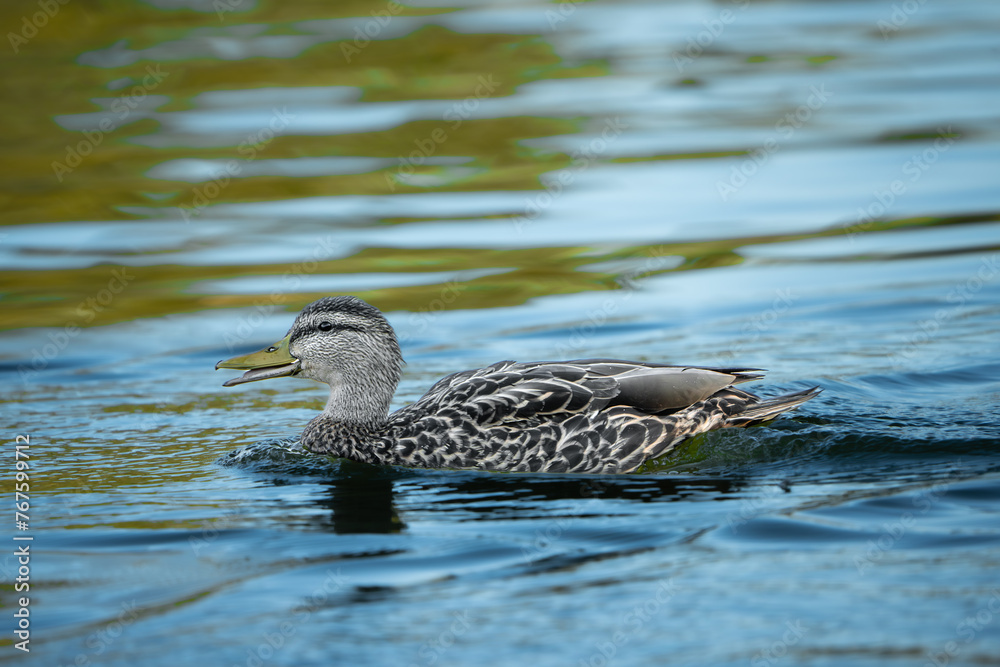 Fototapeta premium pájaro Xochimilco, México