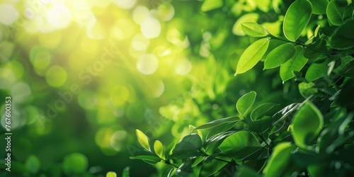 A lush green tree with leaves that are full and vibrant. The leaves are green and the sunlight is shining on them, creating a bright and cheerful atmosphere