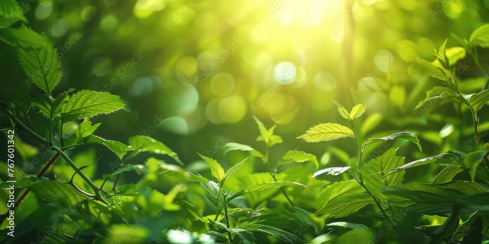 A lush green forest with sunlight shining through the leaves. The bright green leaves are full and healthy, creating a peaceful and serene atmosphere A lush green forest with sunlight shining through the leaves. The bright green leaves are full and healthy, creating a peaceful and serene atmosphere