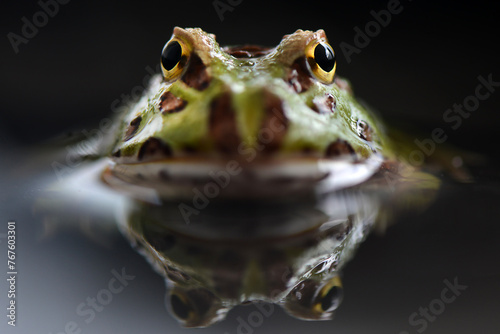 Toad on Water