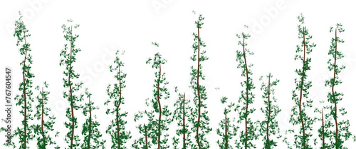 pine tree illustration png. suitable for clip art, banners, backgrounds, wallpapers