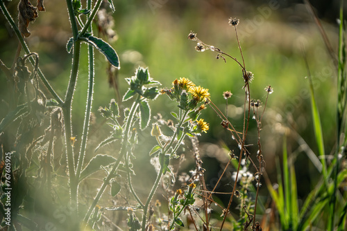 plantas silvestre