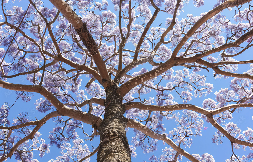 tree in the sky tree in the sky
