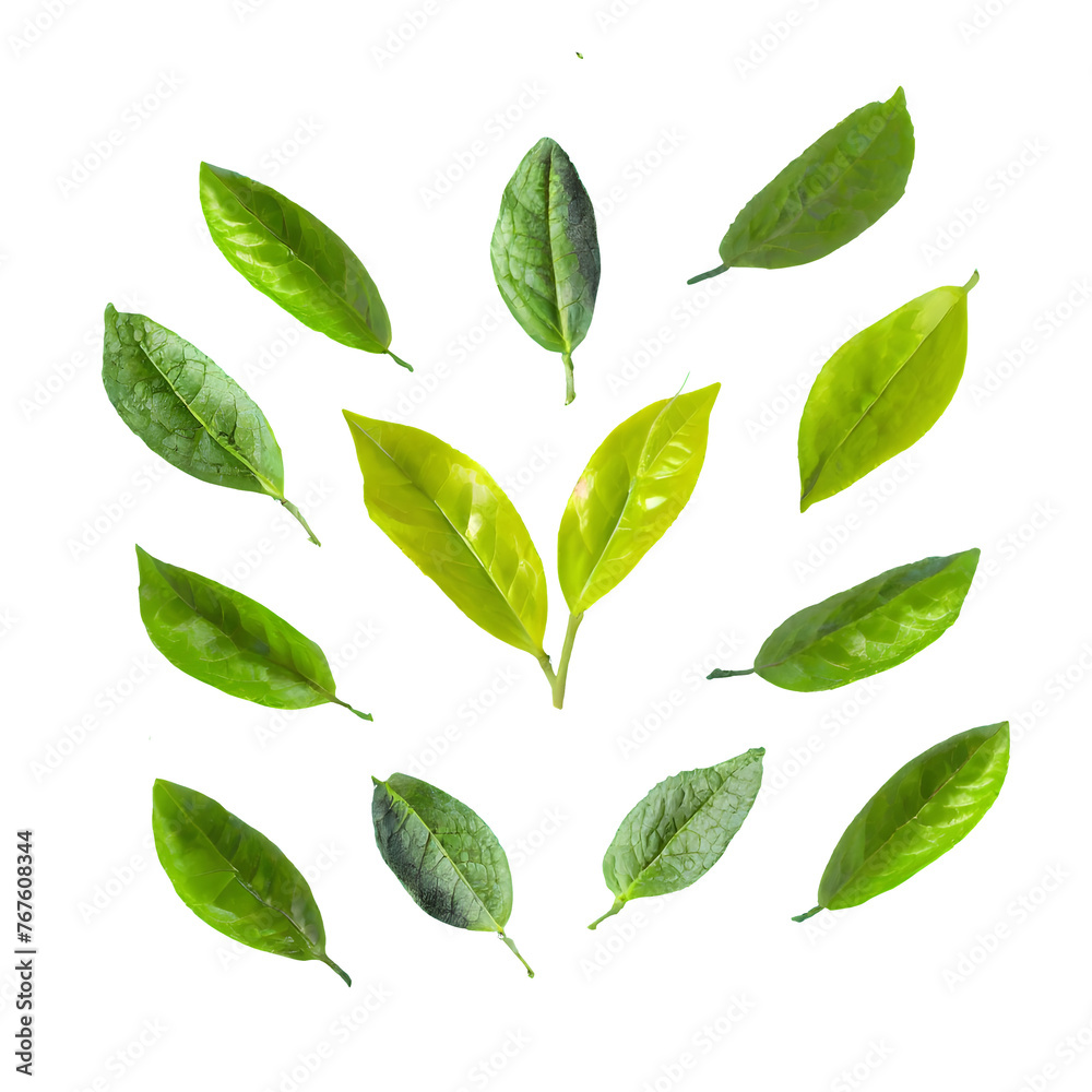 Art pattern green tea leaves isolated on transparent background Art pattern green tea leaves isolated on transparent background