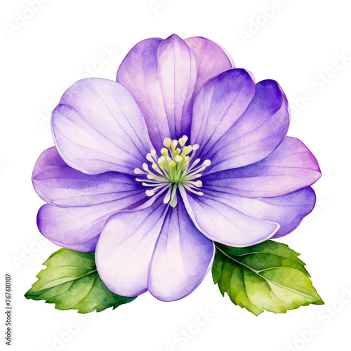 One hepatica flower watercolor illustration, purple flower with leaves, clipart, decorative element for scrapbook, journal, wedding, celebration, thankyou cards, bouquet, cutout on white background