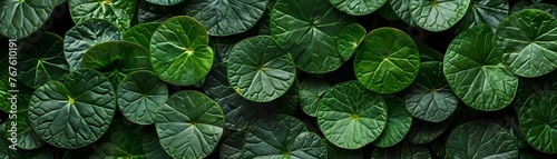 gotu kola, Asiatic pennywort, centella asiatica, ayurveda herbal medicine. green plant banner. photo