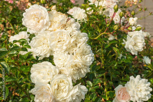 Wunderschön blühende weiße Rosen