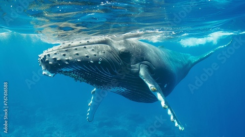 Humpback whale swimming in the blue sea near the surface, underwater view.