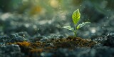Miraculous Seed Sprouting into Flourishing Green Plant in Soil with Copy Space