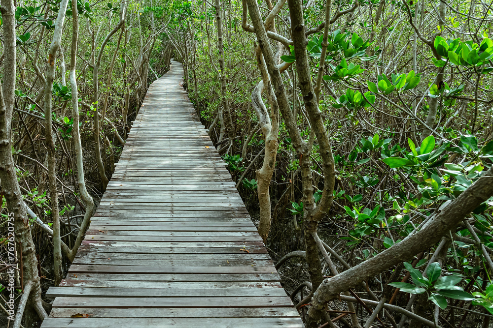 Fototapeta premium View of wooden bridge in flooded rainforest jungle of mangrove trees. Old wood floor with bridge or walk way through in tropical mangrove forest. Trail extends under shady tree.Tropical exotic travel