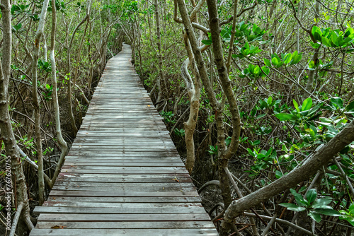 View of wooden bridge in flooded rainforest jungle of mangrove trees. Old wood floor with bridge or walk way through in tropical mangrove forest. Trail extends under shady tree.Tropical exotic travel