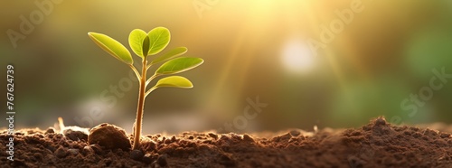 Sunlight Illuminating Soil with Growing Green Sprout