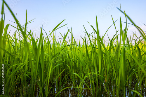 The rice fields are full, waiting to be harveste under blue sky. Farm, Agriculture concept.