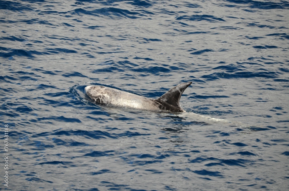 Fototapeta premium Wild delphins near Tenerife swimming