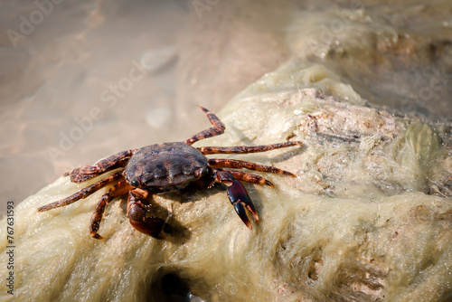 close-up of a sea crab on a rock