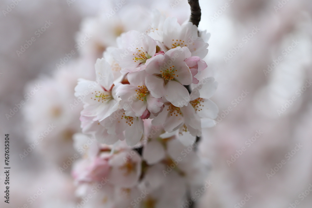 日本の春の公園に咲くサクラ（ソメイヨシノ）の薄桃色の