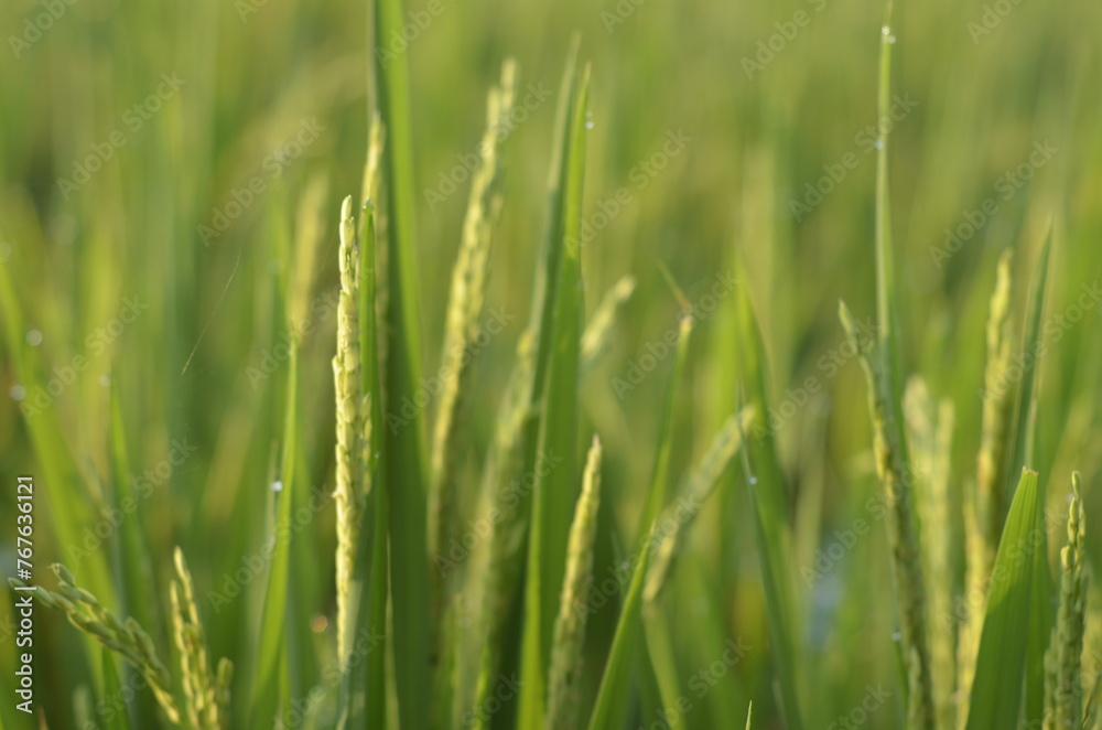 Close-up of Green Rice Paddy Crop