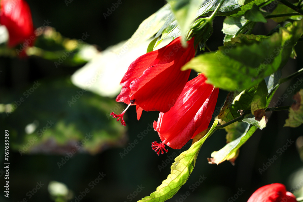 Close up of red hibiscus flowers dangling elegantly among green leaves, captured on a dark background. Close up of red hibiscus flowers dangling elegantly among green leaves, captured on a dark background.
