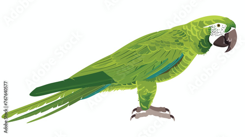 Green parrot macaw isolated on white background. Flat