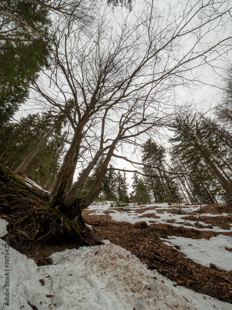 The hike trail to the Chiemgau Kampenwand peak with snowy landscape The hike trail to the Chiemgau Kampenwand peak with snowy landscape