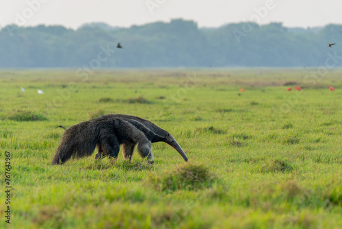 Frontal view of a Giant anteater (Myrmecophaga tridactyla) photo