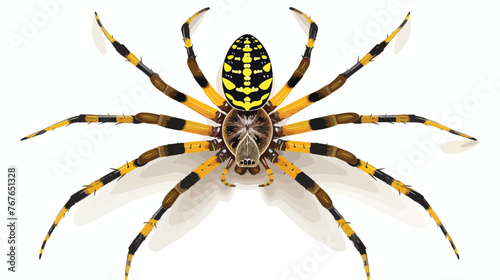 Argiope Aurantia Spider Isolated on White Background