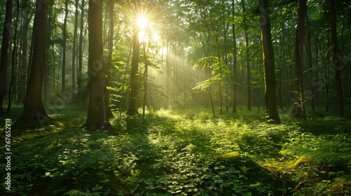 The environment: A peaceful forest glade bathed in sunlight © MAY