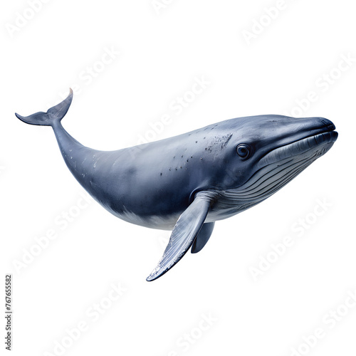 whale on transparent background