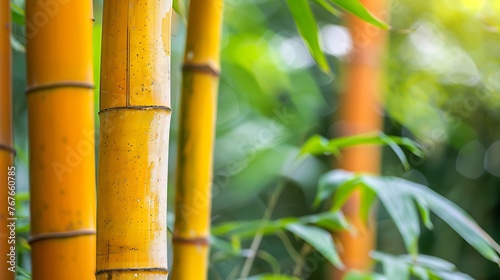 Copy space the certain of yellow bamboo blur background