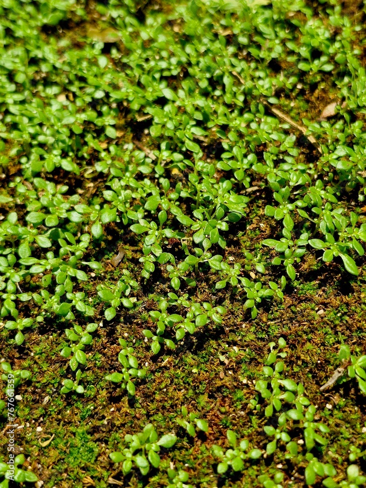 Pilea microphylla also known as angeloweed, artillery plant, joy powder plant, or brilhantina Pilea microphylla also known as angeloweed, artillery plant, joy powder plant, or brilhantina