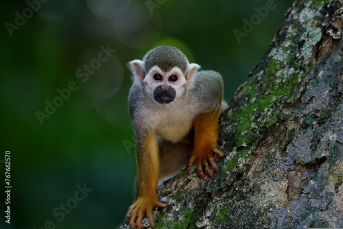 Sylvan Sirens: Where Monkeys Mesmerize with Their Graceful Beauty and Enigmatic Charisma