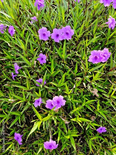 Ruellia tuberosa, also known as Minnie root, fever root, snapdragon root, and sheep potato photo