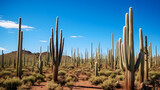 Resilience in Harsh Conditions: A Spectacle of Cacti Thriving in Arid Landscape Under a Clear Blue Sky