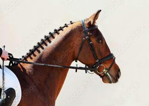 Beautiful head shot of a thoroughbred racehorse