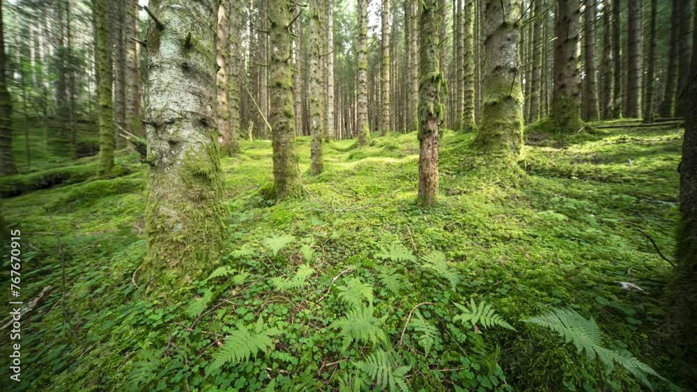 Sun shines between tree trunks and on the moss-covered ground. Pan up, slider video. Sun shines between tree trunks and on the moss-covered ground. Pan up, slider video.