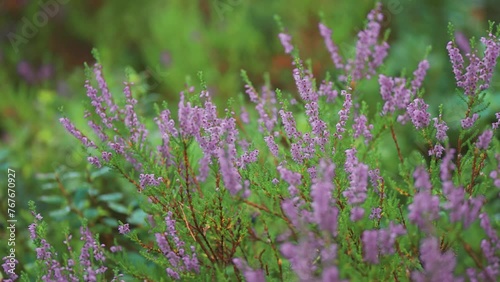Heather shrubs with delicate purple flowers in moorlands. photo