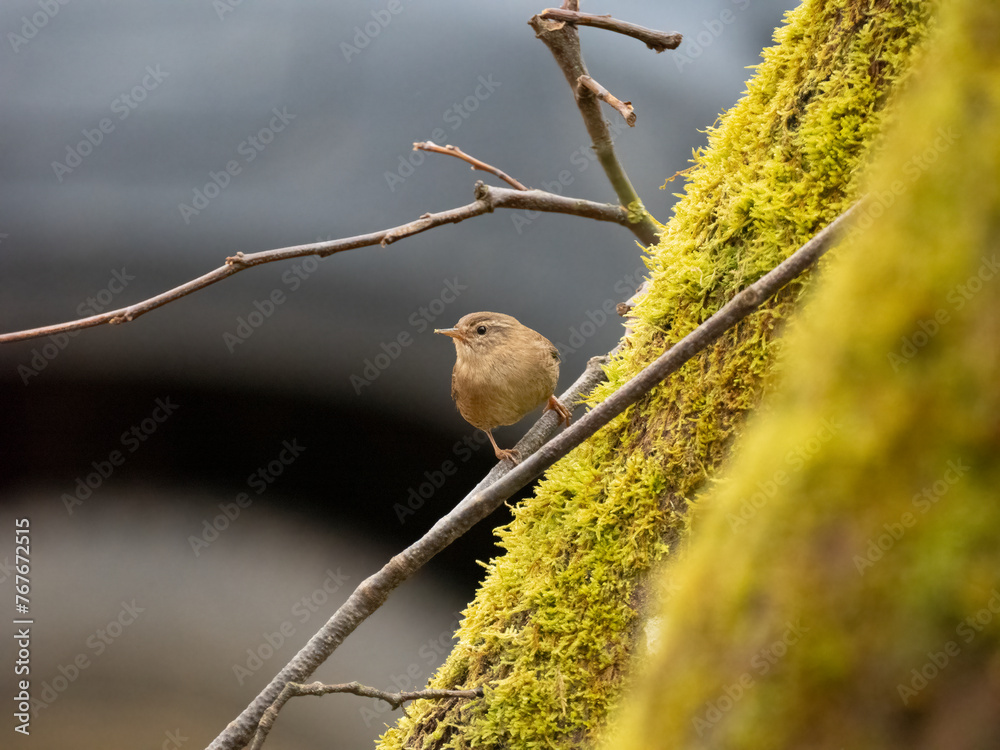 Obraz premium Zaunkönig (Troglodytes troglodytes)