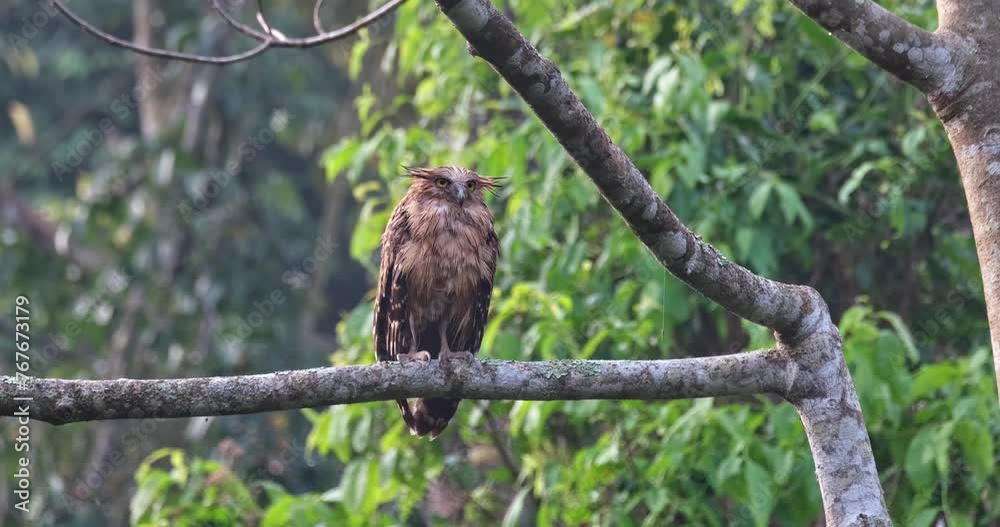 Zooming out while looking straight towards the camera, Buffy Fish-Owl Ketupa ketupu, Juvenile, Thailand Zooming out while looking straight towards the camera, Buffy Fish-Owl Ketupa ketupu, Juvenile, Thailand