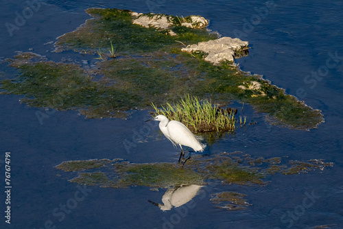 Egret fishing on the Rhône, France