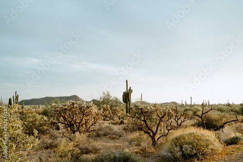 Saguaro cactus in dry Phoenix Arizona desert photo