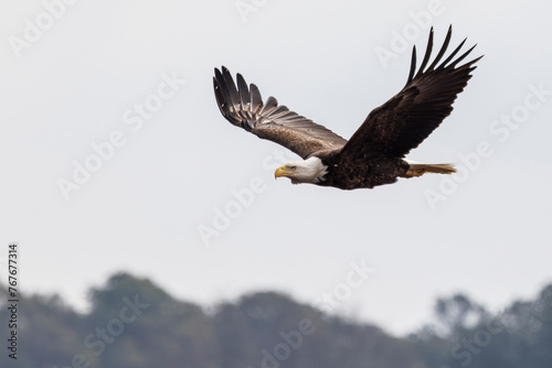 A bald eagle seen in Maryland's Eastern Shore. photo