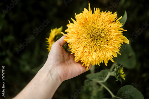 Woman's hand holding a sunflower in the garden photo