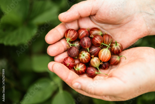 Close-up of a woman's hands holding organic gooseberry photo