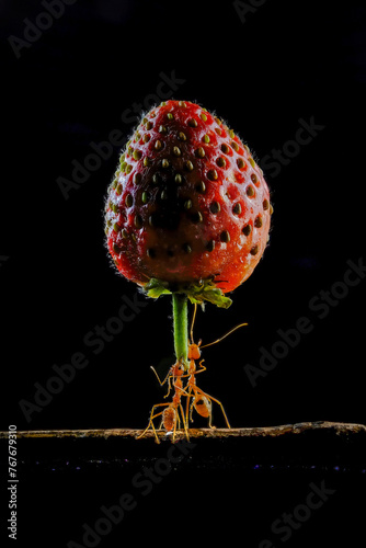 Amazing ants carry fruit heavier than their bodies photo