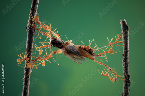Amazing ants carry cricket heavier than their bodies photo