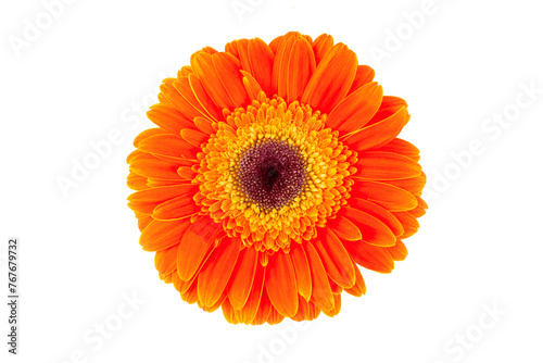 Yellow orange  gerbera flower isolated on white background